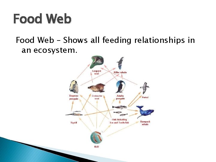 Food Web – Shows all feeding relationships in an ecosystem. Food Web – Shows all feeding relationships in an ecosystem.