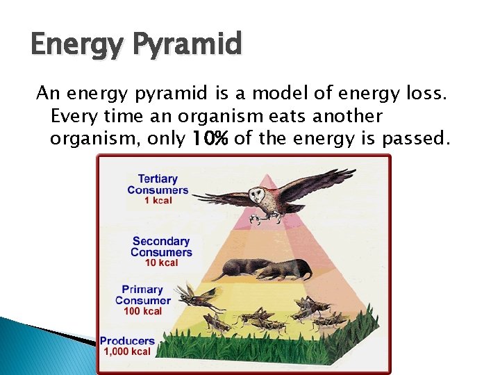 Energy Pyramid An energy pyramid is a model of energy loss. Every time an Energy Pyramid An energy pyramid is a model of energy loss. Every time an