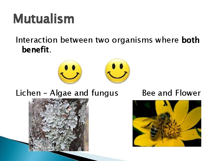 Mutualism Interaction between two organisms where both benefit. Lichen – Algae and fungus Bee Mutualism Interaction between two organisms where both benefit. Lichen – Algae and fungus Bee