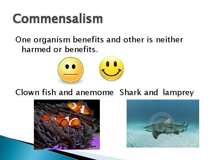 Commensalism One organism benefits and other is neither harmed or benefits. Clown fish and Commensalism One organism benefits and other is neither harmed or benefits. Clown fish and