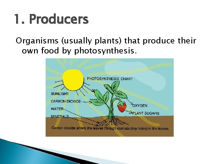 1. Producers Organisms (usually plants) that produce their own food by photosynthesis. 1. Producers Organisms (usually plants) that produce their own food by photosynthesis.