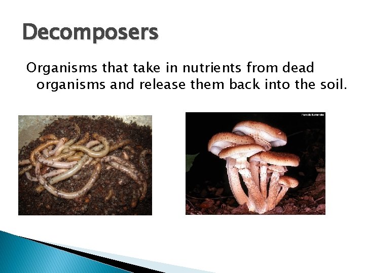 Decomposers Organisms that take in nutrients from dead organisms and release them back into Decomposers Organisms that take in nutrients from dead organisms and release them back into