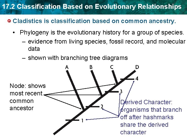 17. 2 Classification Based on Evolutionary Relationships Cladistics is classification based on common ancestry.