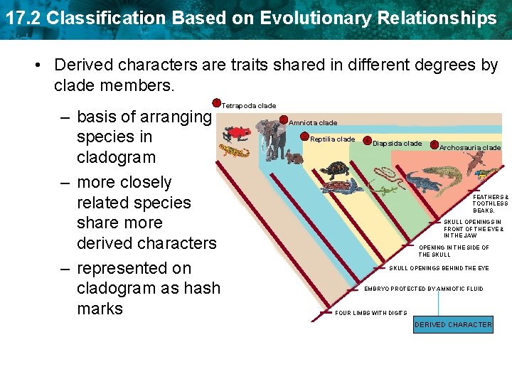 17. 2 Classification Based on Evolutionary Relationships • Derived characters are traits shared in