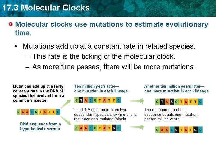 17. 3 Molecular Clocks Molecular clocks use mutations to estimate evolutionary time. • Mutations