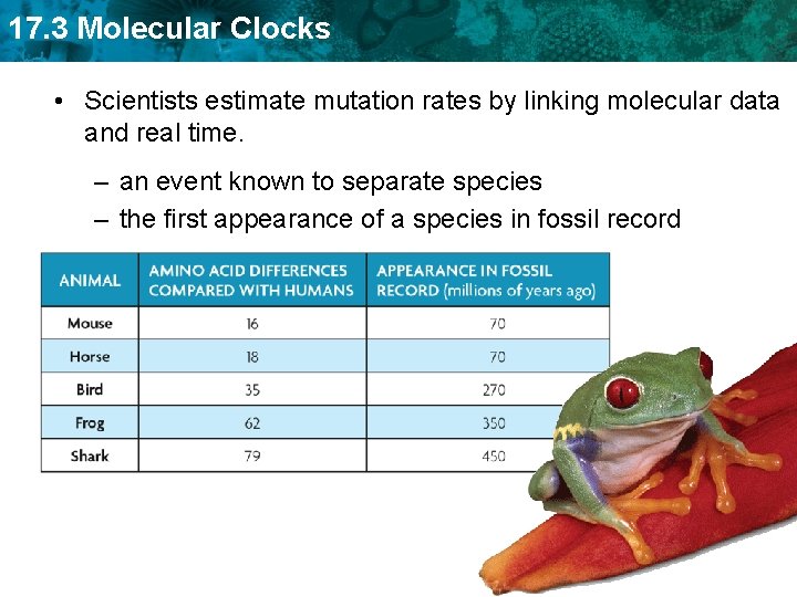 17. 3 Molecular Clocks • Scientists estimate mutation rates by linking molecular data and