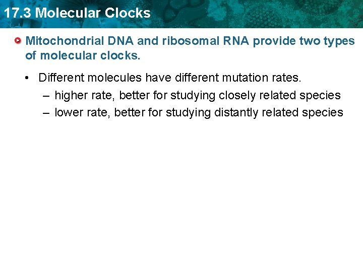 17. 3 Molecular Clocks Mitochondrial DNA and ribosomal RNA provide two types of molecular