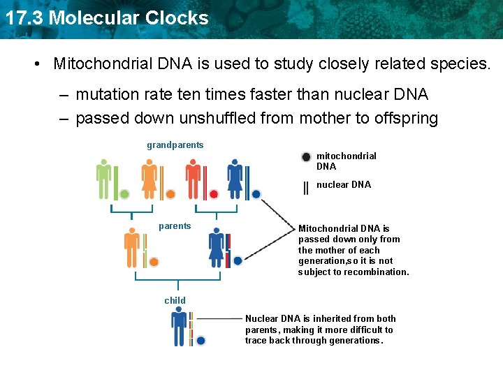 17. 3 Molecular Clocks • Mitochondrial DNA is used to study closely related species.