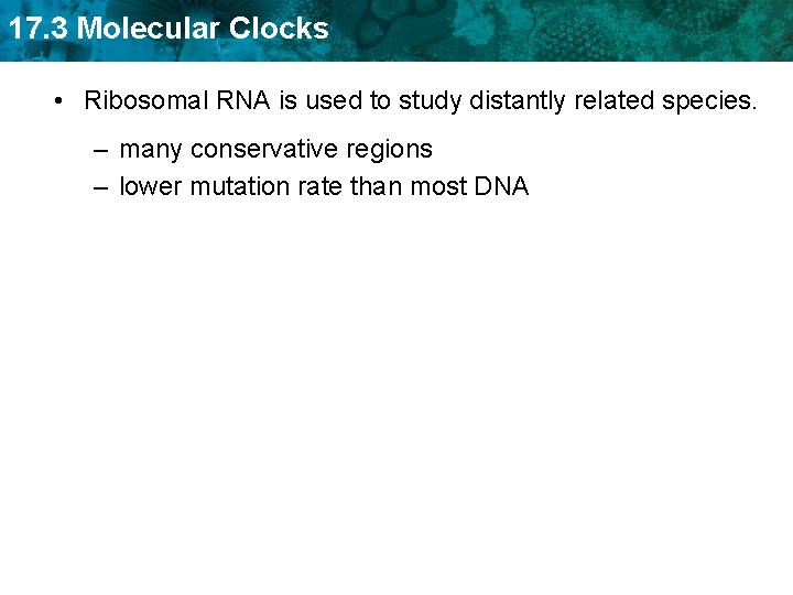 17. 3 Molecular Clocks • Ribosomal RNA is used to study distantly related species.