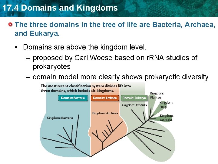 17. 4 Domains and Kingdoms The three domains in the tree of life are