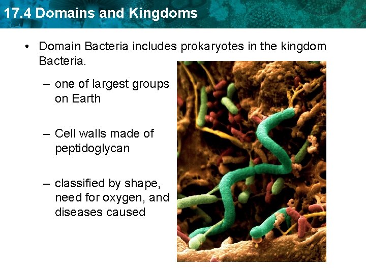 17. 4 Domains and Kingdoms • Domain Bacteria includes prokaryotes in the kingdom Bacteria.