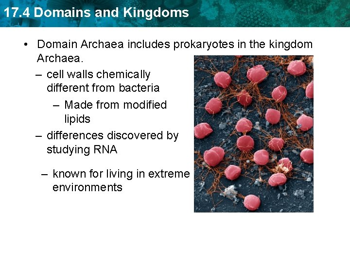 17. 4 Domains and Kingdoms • Domain Archaea includes prokaryotes in the kingdom Archaea.