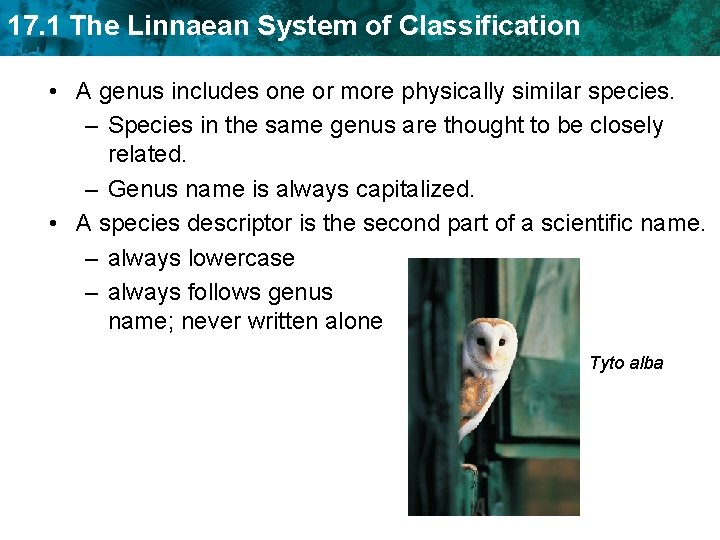 17. 1 The Linnaean System of Classification • A genus includes one or more