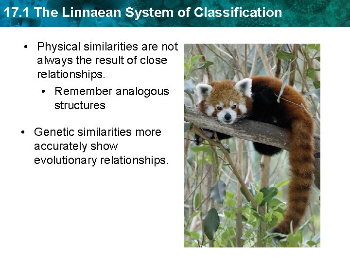 17. 1 The Linnaean System of Classification • Physical similarities are not always the