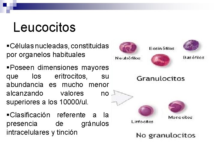 Leucocitos §Células nucleadas, constituidas por organelos habituales §Poseen dimensiones mayores que los eritrocitos, su