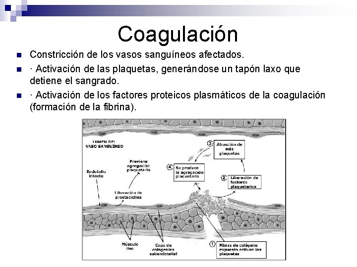 Coagulación n Constricción de los vasos sanguíneos afectados. · Activación de las plaquetas, generándose