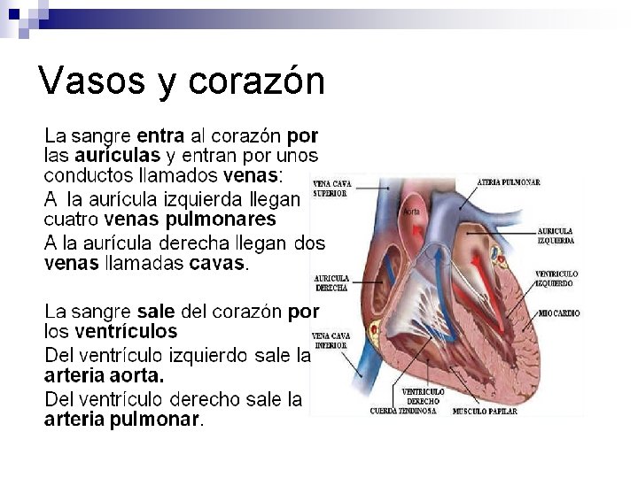 Vasos y corazón 