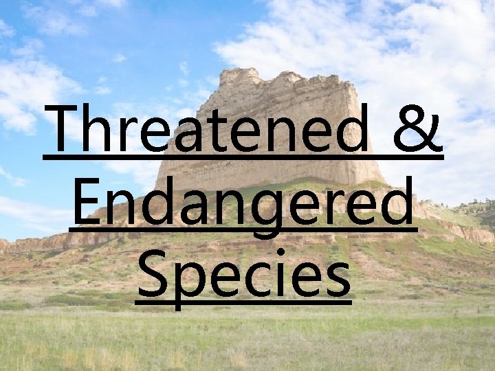 Threatened & Endangered Species 