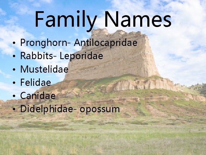 Family Names • • • Pronghorn- Antilocapridae Rabbits- Leporidae Mustelidae Felidae Canidae Didelphidae- opossum