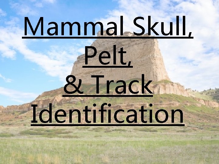 Mammal Skull, Pelt, & Track Identification 