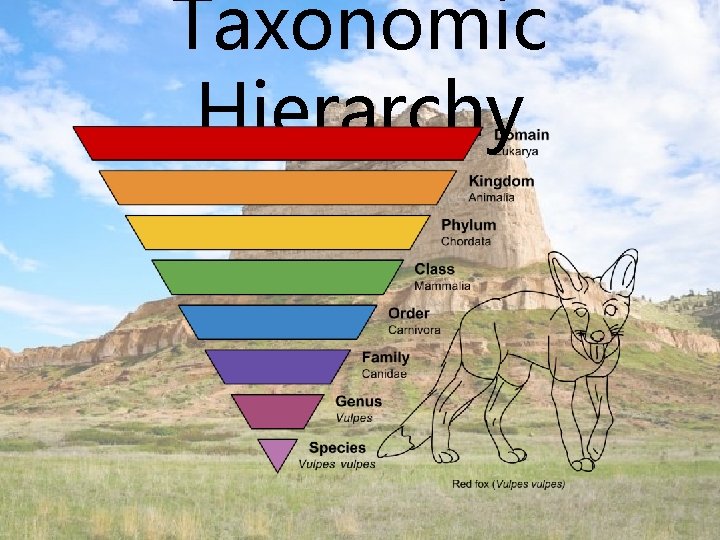 Taxonomic Hierarchy 