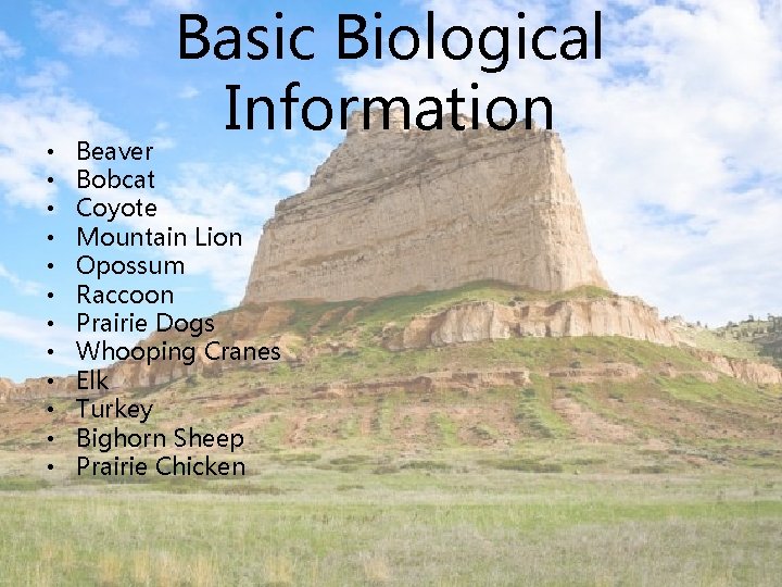  • • • Basic Biological Information Beaver Bobcat Coyote Mountain Lion Opossum Raccoon