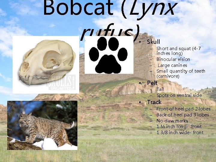 Bobcat (Lynx rufus) • Skull – Short and squat (4 -7 inches long) –