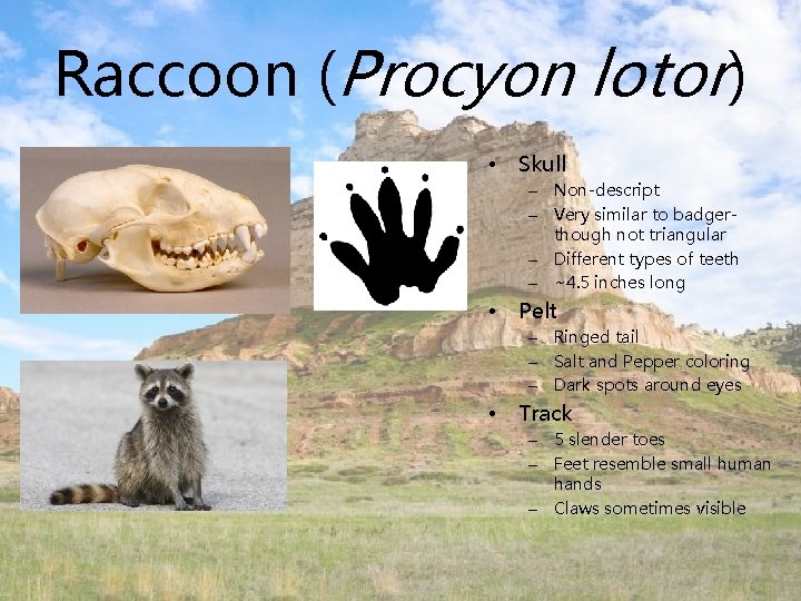 Raccoon (Procyon lotor) • Skull – Non-descript – Very similar to badgerthough not triangular