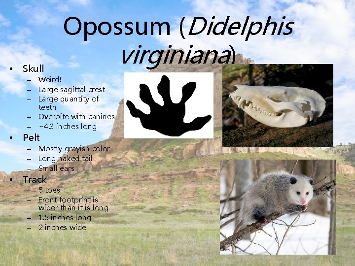  • Skull Opossum (Didelphis virginiana) – Weird! – Large sagittal crest – Large