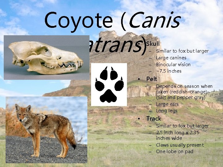 Coyote (Canis latrans) • Skull – – • Similar to fox but larger Large