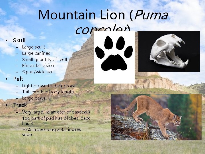  • Skull – – – • Mountain Lion (Puma concolor) Large skull! Large