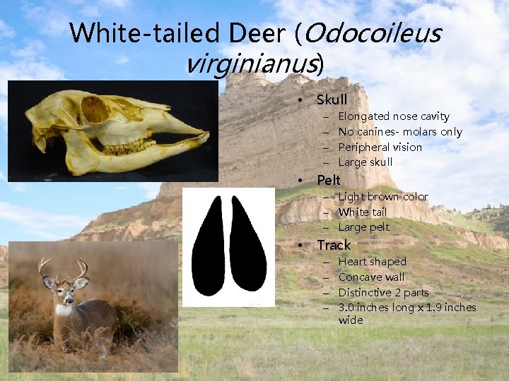 White-tailed Deer (Odocoileus virginianus) • Skull – – • Elongated nose cavity No canines-