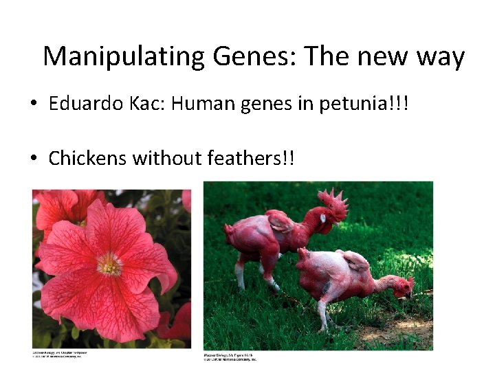 Manipulating Genes: The new way • Eduardo Kac: Human genes in petunia!!! • Chickens