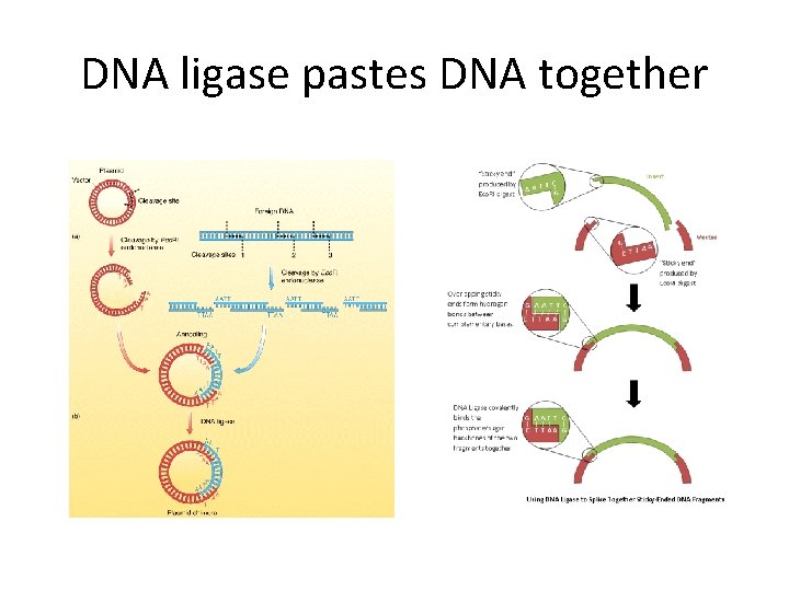 DNA ligase pastes DNA together 
