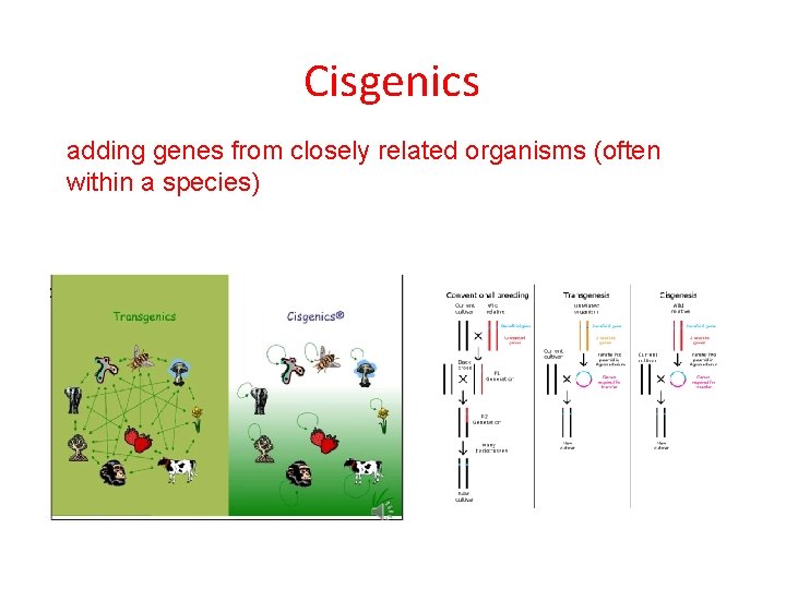 Cisgenics adding genes from closely related organisms (often within a species) 