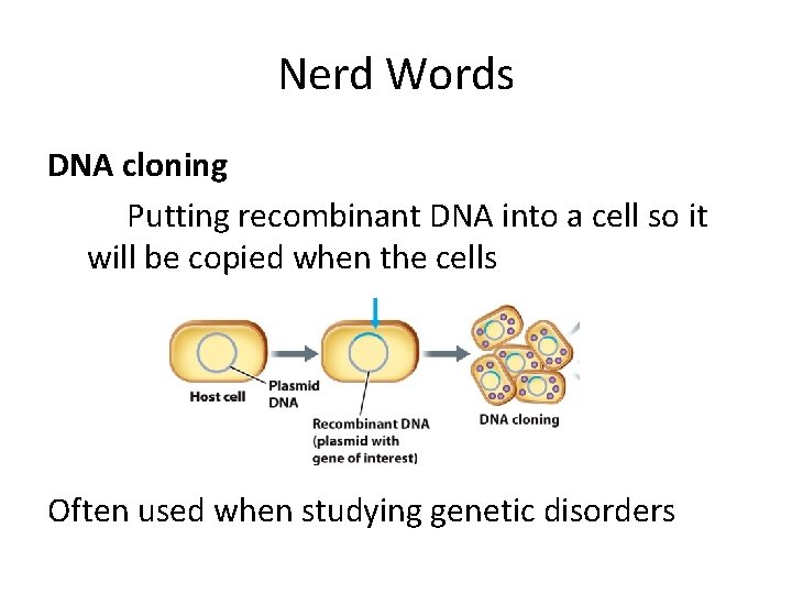 Nerd Words DNA cloning Putting recombinant DNA into a cell so it will be