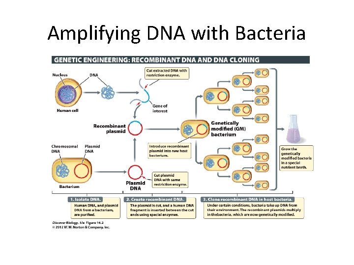 Amplifying DNA with Bacteria 