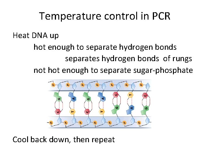 Temperature control in PCR Heat DNA up hot enough to separate hydrogen bonds separates