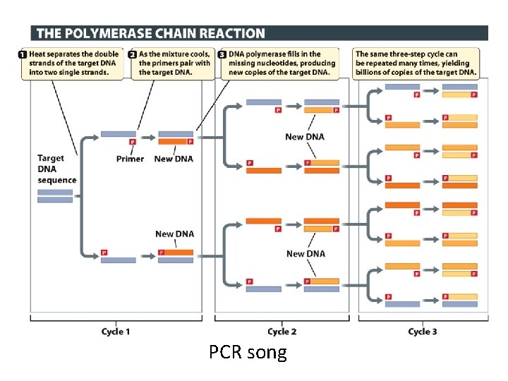 PCR song 