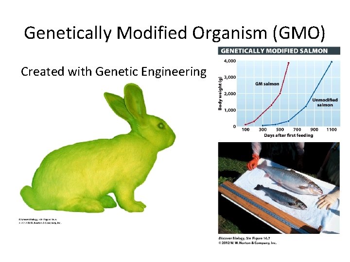 Genetically Modified Organism (GMO) Created with Genetic Engineering 