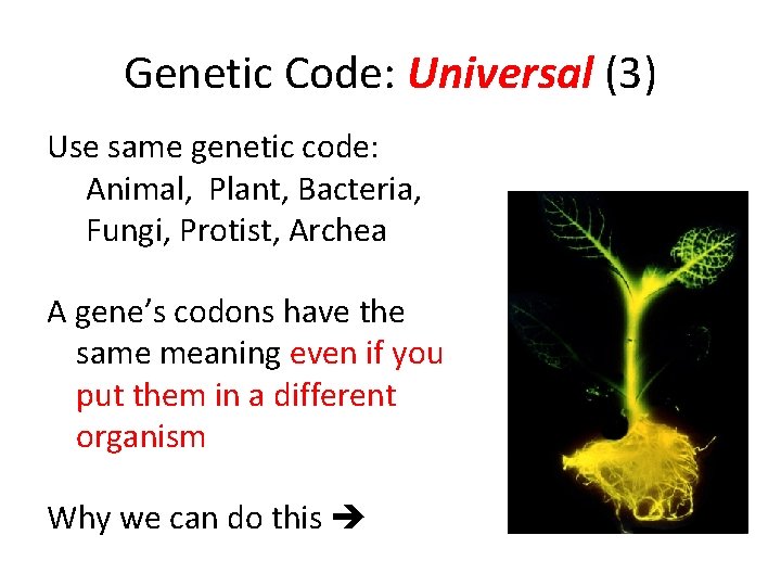 Genetic Code: Universal (3) Use same genetic code: Animal, Plant, Bacteria, Fungi, Protist, Archea