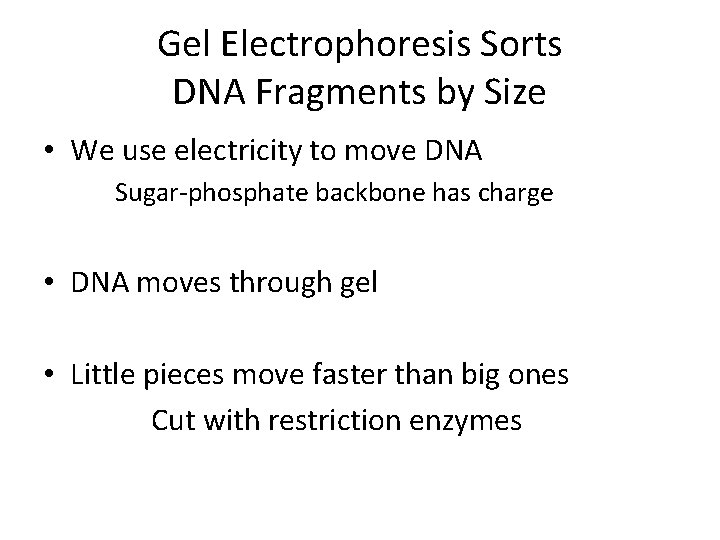 Gel Electrophoresis Sorts DNA Fragments by Size • We use electricity to move DNA