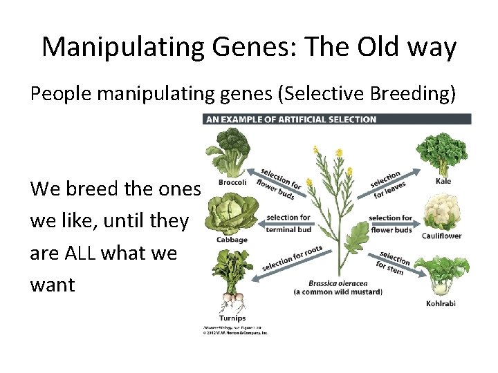 Manipulating Genes: The Old way People manipulating genes (Selective Breeding) We breed the ones