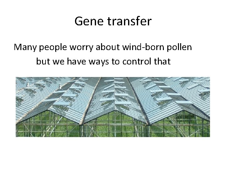 Gene transfer Many people worry about wind-born pollen but we have ways to control