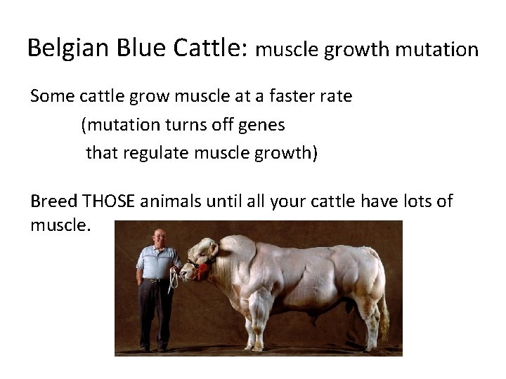 Belgian Blue Cattle: muscle growth mutation Some cattle grow muscle at a faster rate