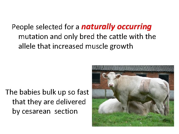 People selected for a naturally occurring mutation and only bred the cattle with the