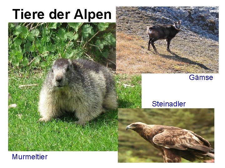 Tiere der Alpen Gämse Steinadler Murmeltier 