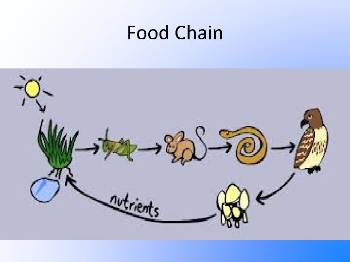 Food Chain 