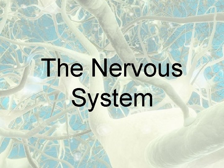 The Nervous System 