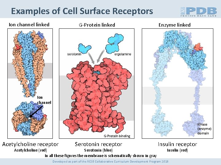 Examples of Cell Surface Receptors Ion channel linked G-Protein linked Enzyme linked Ion channel